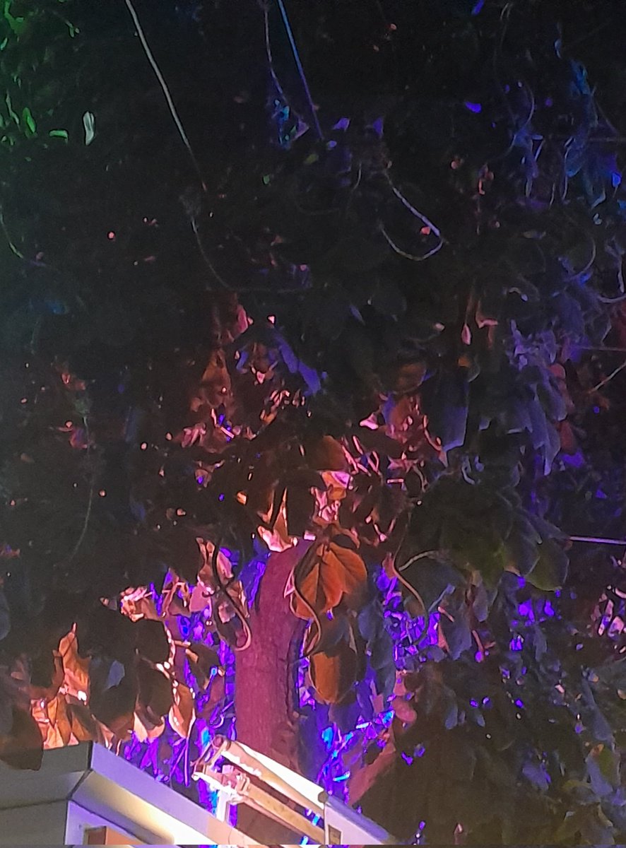 AnkiitG's tweet photo. @Environment_Ke @CMOfficeUP @dm_agra @cbagra1 @MenkaGandhi5 light pollution in Agra is like an organized crime against flora &amp; fauna by the administration himself, unexpectedly how the authority can be so ignorant about the biodiversity

#lightpollutioninagra
#SaveNature https://t.co/pYU2rEoJpD