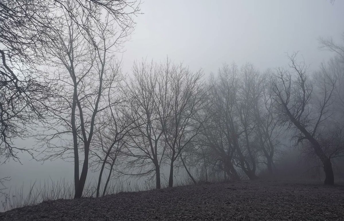 nagyevanoemi's tweet photo. mystic forest 👻 https://t.co/337SCNIUra