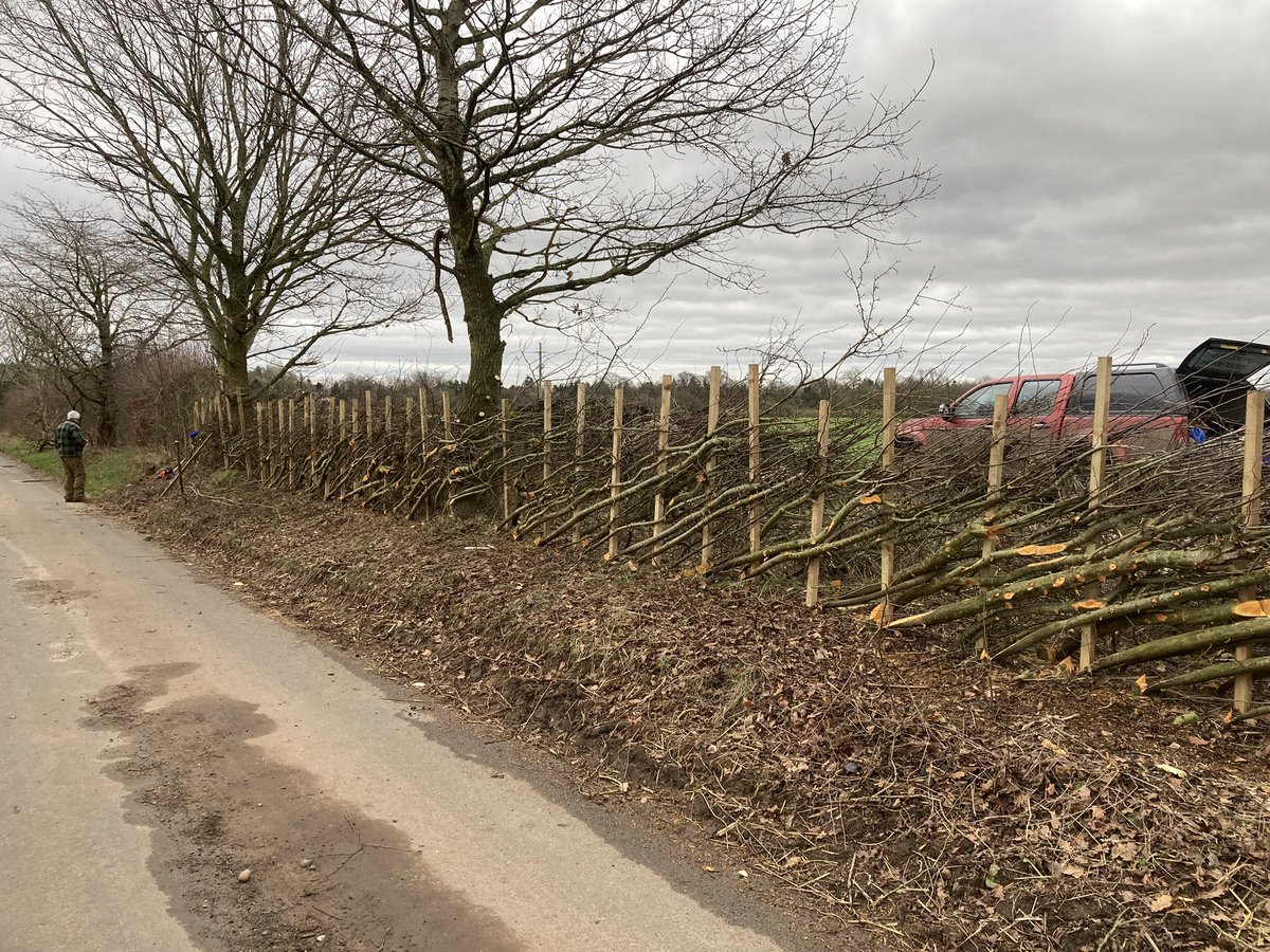 GreenAcres_Farm's tweet image. We planted this new hedge 9 years ago and are delighted that this week the laying has started!  I’m loving seeing it done and know I’m not alone - good for the hedge, the wildlife, the farm and the soul!