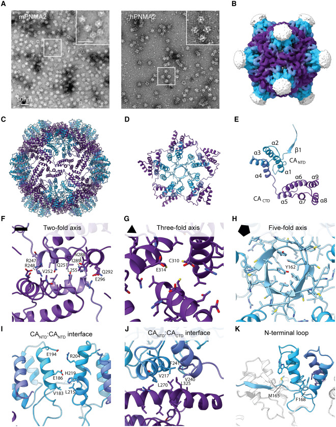 JasonSynaptic's tweet photo. Check out the BEAUTIFUL cryo-EM PNMA2 capsid structure from @SimonErlendsson @BriggsGroup 😍 We include a lot more structural info in this version. /4 https://t.co/jKJtsQb6R4
