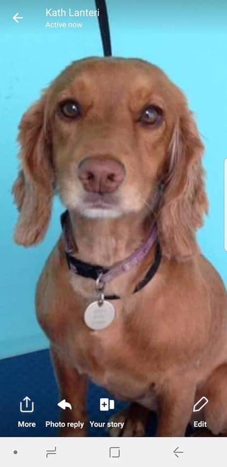 rosieDoc2's tweet photo. #SpanielHour
TWO DOGS IN 2018 WENT MISSING AND NEVER SEEN AGAIN IN #RabbitIngs #S71
A country park walk
THIS IS AMBER red female #CockerSpaniel tagged/chipped & spayed 1/9/18 FIVE YEAR
HER FAMILY MISS HER SO MUCH
https://t.co/Nr8NCn3GGf https://t.co/xo9EUJiZXa