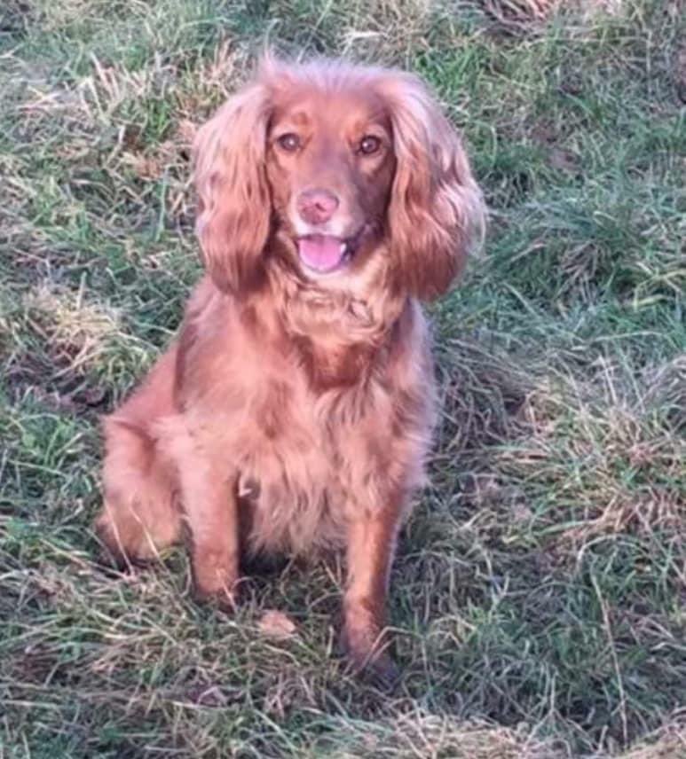rosieDoc2's tweet photo. #SpanielHour
TWO DOGS IN 2018 WENT MISSING AND NEVER SEEN AGAIN IN #RabbitIngs #S71
A country park walk
THIS IS AMBER red female #CockerSpaniel tagged/chipped & spayed 1/9/18 FIVE YEAR
HER FAMILY MISS HER SO MUCH
https://t.co/Nr8NCn3GGf https://t.co/xo9EUJiZXa