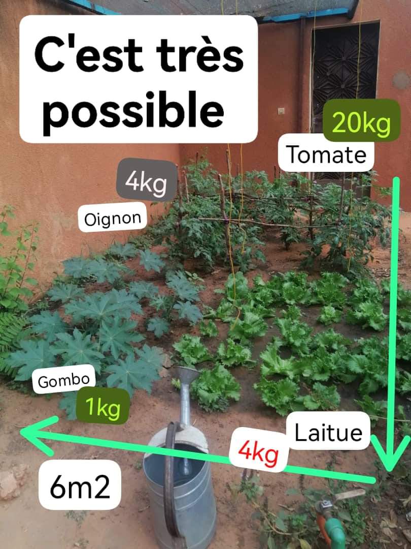XKunmit's tweet photo. La souveraineté commence chez toi. 29kg de production sur 6m2 par foyer tres possible . 😋 1.000 foyers = ??.... https://t.co/j1hKbpMQqT