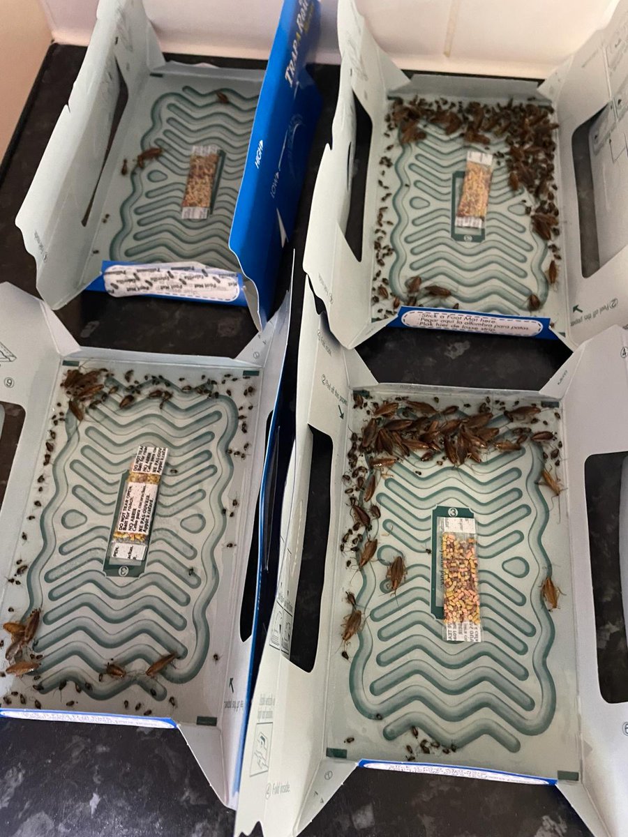 pridepest's tweet image. Catch of the day! Here&apos;s to a serious infestation of cockroaches, well on it&apos;s way to be eradicated. A large number of roaches of various life stages were caught just days after the traps were put in place!
#cockroachinfestation #cockroachescontrol #professionalpestcontrol
