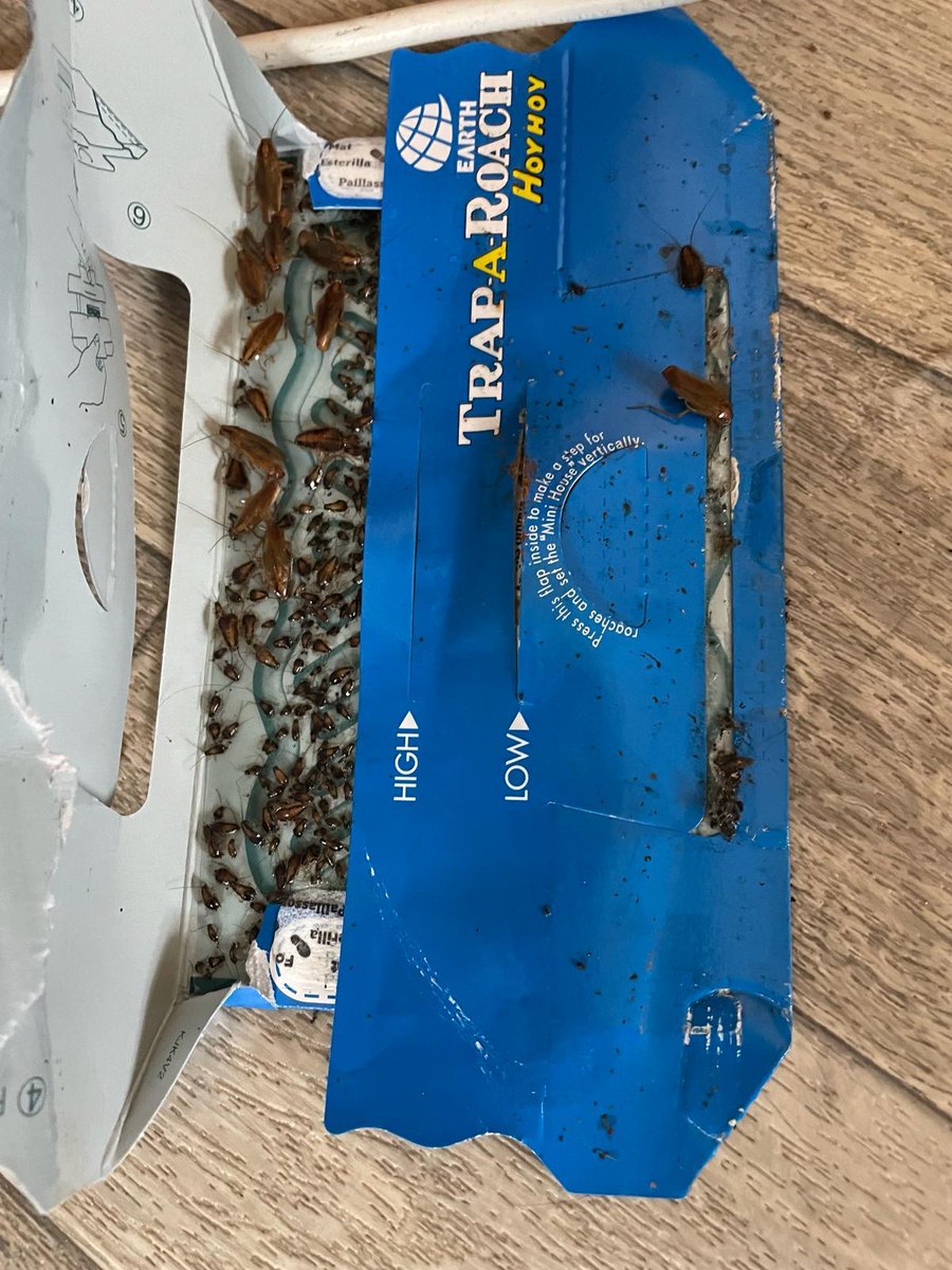 pridepest's tweet image. Catch of the day! Here&apos;s to a serious infestation of cockroaches, well on it&apos;s way to be eradicated. A large number of roaches of various life stages were caught just days after the traps were put in place!
#cockroachinfestation #cockroachescontrol #professionalpestcontrol