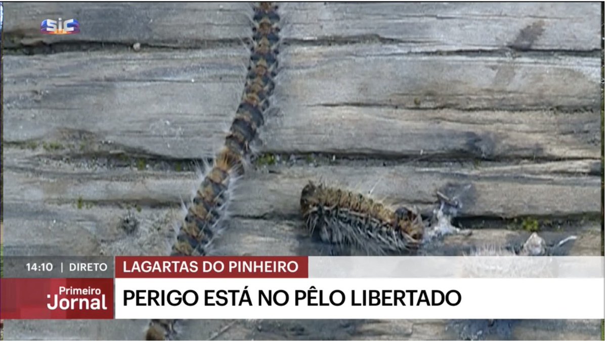 anipla_com's tweet photo. Recentemente, tem-se apostado na colocação de ninhos artificiais para instalar espécies de pássaros insetívoros que se alimentam destas lagartas, mas a ANIPLA reforça o alerta para que todos possam estar ainda mais atentos! 👉https://t.co/7Sf2PCCokN
#anipla #lagartadopinheiro https://t.co/zJbpJcMQdV