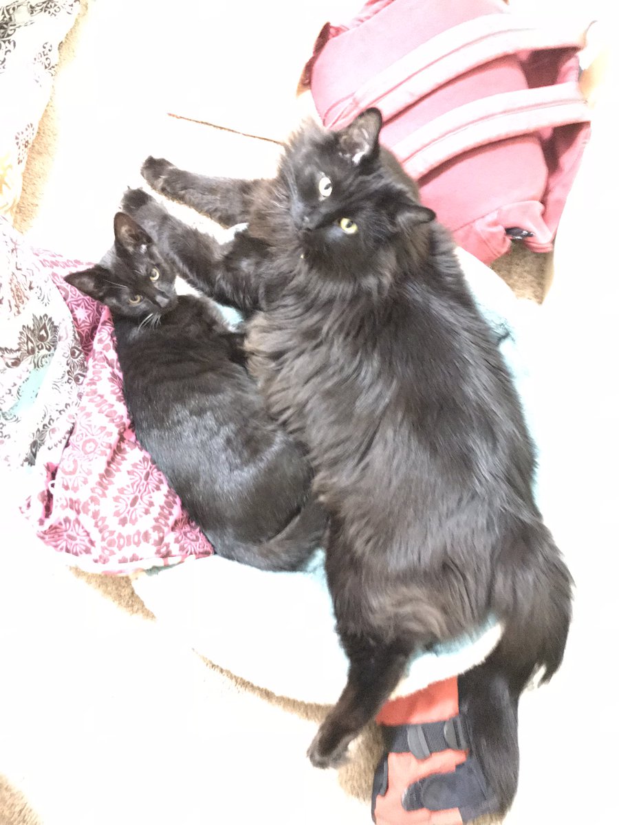 Show your pet ASAP (as small as possible): Knox when she was a baby-baby and Obie c: