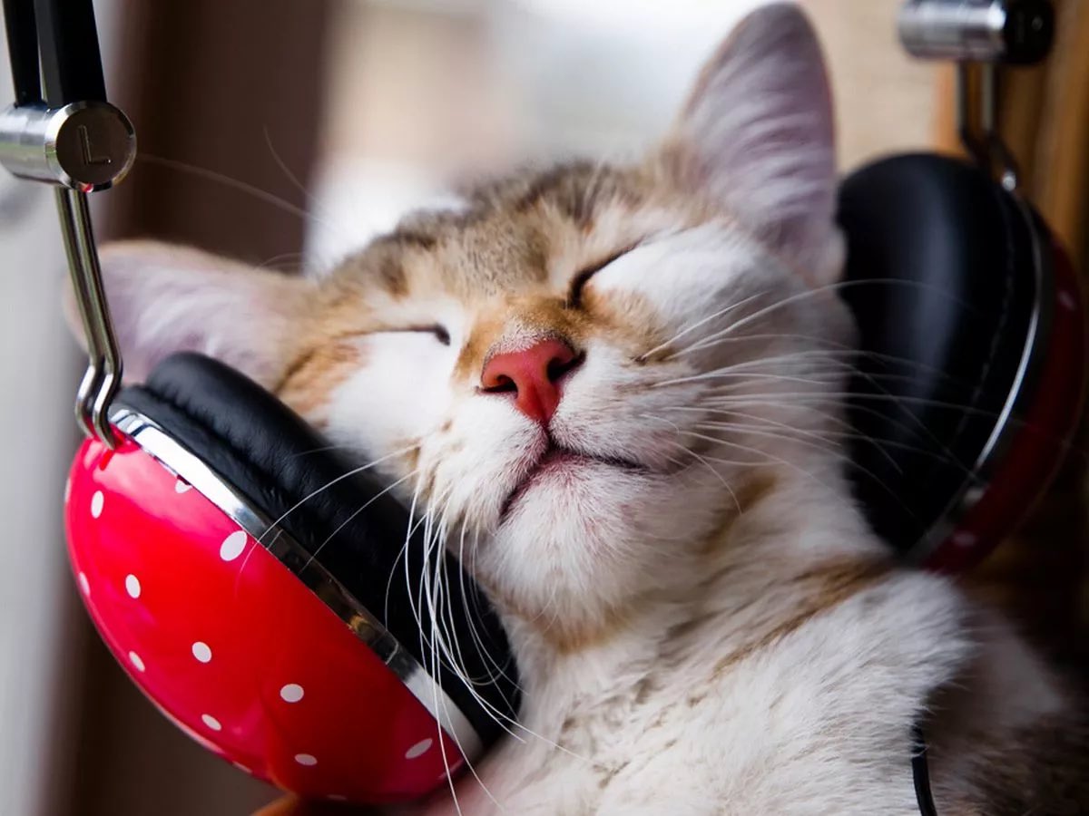 🌸 rosie tweet media