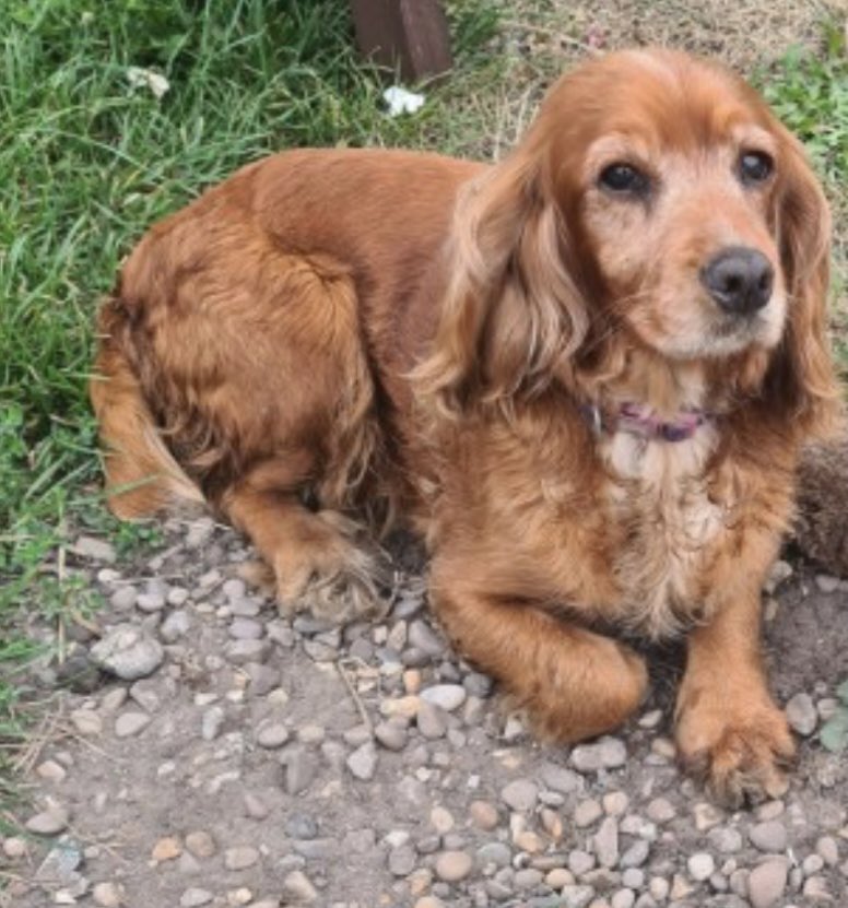 #SpanielHour HOLLY female/older adult #Cocker Chewed her tail as a pup so has hairless bit at end / golden & white Lost since 18/2/22 #NorthScarle #LN6 doglost.co.uk/dog-blog.php?d… @juliagarland73 @JacquiSaid @thedogfinder @ruthwill64 @RachaelB100 @BitofDecorum @alid2912