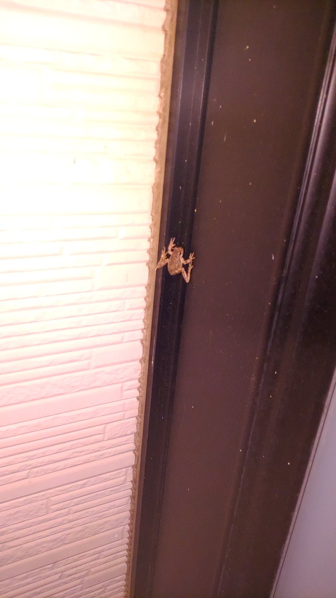 まだ2月になったばかりなのに玄関に