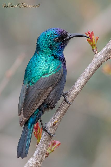bioloveds's tweet photo. A little educational thread on the significance of Palestine's national bird, the Palestinian Sunbird! Highlighting the beauty and culture of Palestinians is just as important as everything else

🧵🕊️ https://t.co/wGIsQgXdGO