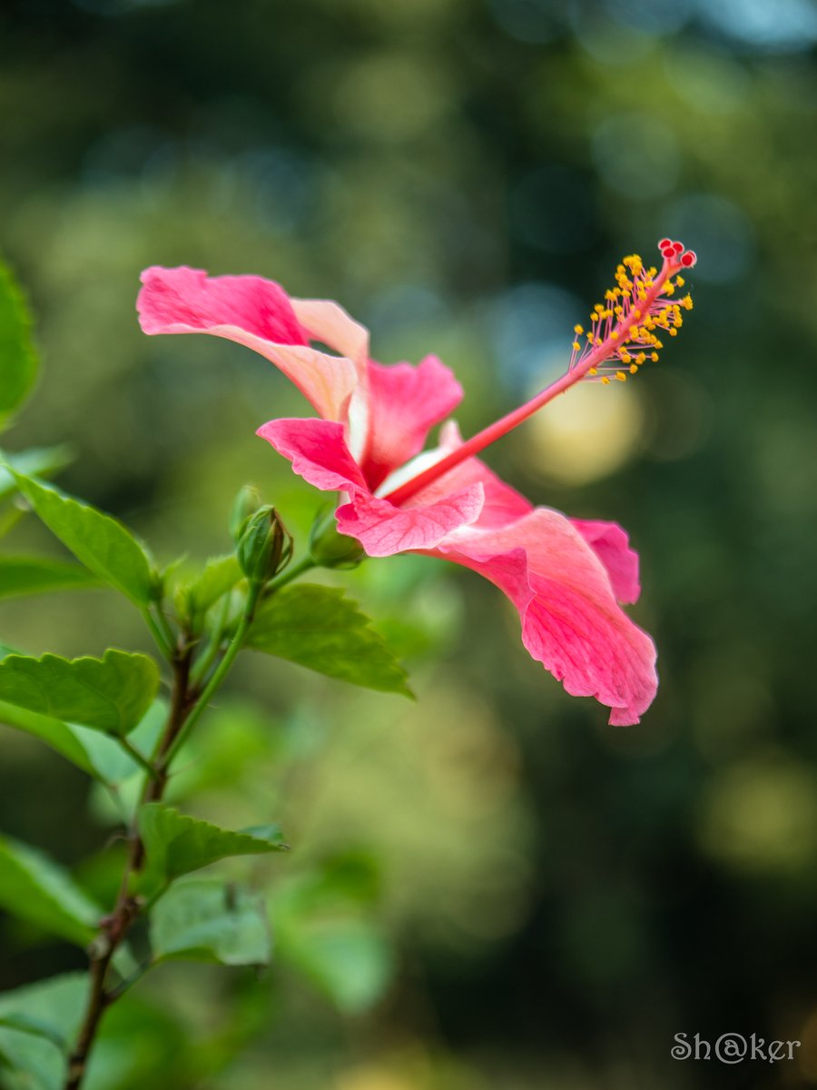 mdshakerbd's tweet photo. #chinarose #flower #nature #pink #nice #beautiful #shakerphotography https://t.co/PnnGnjGm5P
