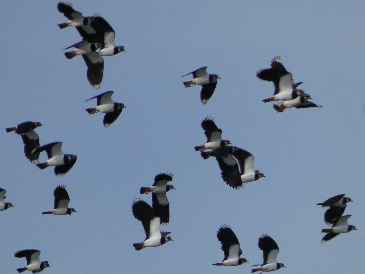johnjayf's tweet image. Peewit-or-two Leasowe, Wirral @CAWOSBirding
