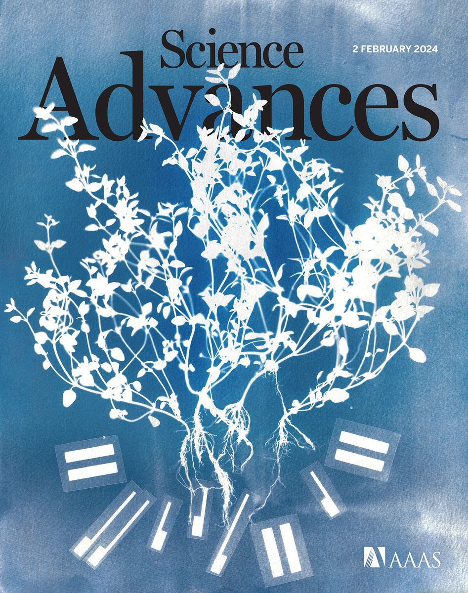 Researchers present a low-cost, #MachineLearning platform, TETRIS, that uses screen printing for continuous monitoring of the often-neglected root environment of living plants.
 
Learn more in this week’s issue of Science Advances: scim.ag/5IB