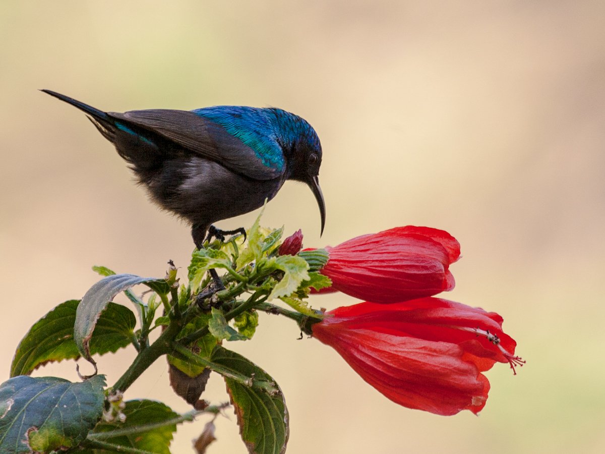 bioloveds's tweet photo. A little educational thread on the significance of Palestine's national bird, the Palestinian Sunbird! Highlighting the beauty and culture of Palestinians is just as important as everything else

🧵🕊️ https://t.co/wGIsQgXdGO