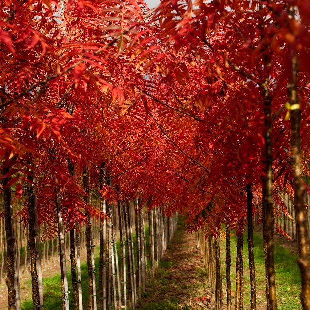 WyevaleNurs's tweet photo. Our #TreeofTheWeek Sorbus Commixta ‘Olympic Flame’ produces white flowers in spring that turn into autumnal bright red fruit. The foliage is brilliant in the autumn too – the leaves turn from green to a bright orange, developing into a magical deep orange/red. Shown in our photo. https://t.co/PP9WiyocXk