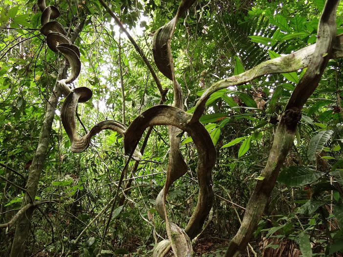 ForestGEO (@forestgeo) on Twitter photo Internship Alert 🚨 <a href="/stri_panama/">Smithsonian Panama</a> <a href="/HMullerLandau/">Helene Muller-Landau</a> are seeking 3 or more interns to research tropical species ID and tropical tree woody growth in Panama 🌱Get full position descriptions and see how to apply here: rb.gy/2psdy0 Internship Alert 🚨 <a href="/stri_panama/">Smithsonian Panama</a> <a href="/HMullerLandau/">Helene Muller-Landau</a> are seeking 3 or more interns to research tropical species ID and tropical tree woody growth in Panama 🌱Get full position descriptions and see how to apply here: rb.gy/2psdy0