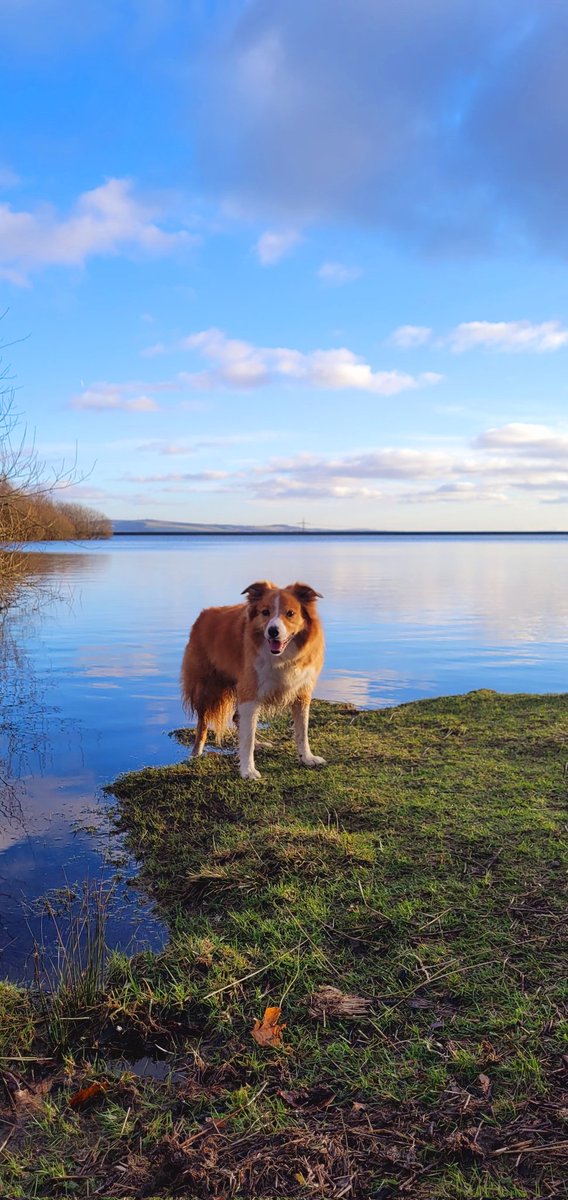 jacquihill18's tweet photo. Beautiful day yesterday out with my boy โค๏ธ๐ @MarkPerks2021 @HartCollie @BCTGB @Medivet_UK #welshcollie #dogs #collie #sun https://t.co/JzIgibQpVe