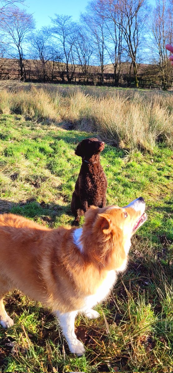 jacquihill18's tweet photo. Beautiful day yesterday out with my boy โค๏ธ๐ @MarkPerks2021 @HartCollie @BCTGB @Medivet_UK #welshcollie #dogs #collie #sun https://t.co/JzIgibQpVe