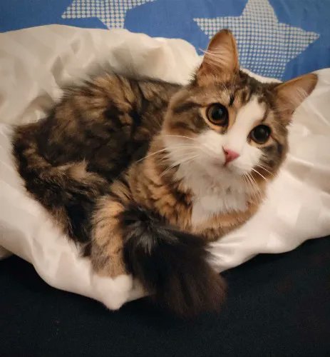 shortKAT_'s tweet photo. I just received TRIXIE glutenfreies, zuckerfreies und proteinreiches Katzenleckerli "PREMIO Carpaccio, 20 g"- 42707 from Anonymous via Throne. Thank you! https://t.co/y9SKZafUP1 #Wishlist #Throne https://t.co/iGoDqgpZPP