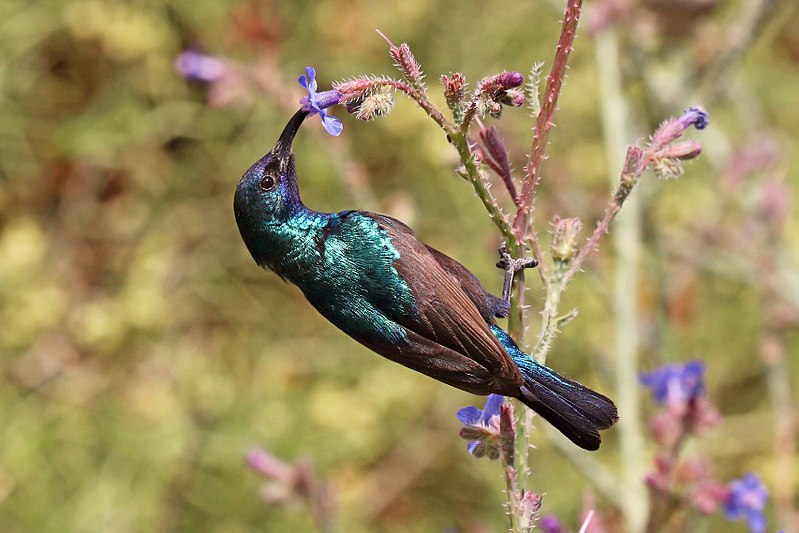bioloveds's tweet photo. A little educational thread on the significance of Palestine's national bird, the Palestinian Sunbird! Highlighting the beauty and culture of Palestinians is just as important as everything else

🧵🕊️ https://t.co/wGIsQgXdGO