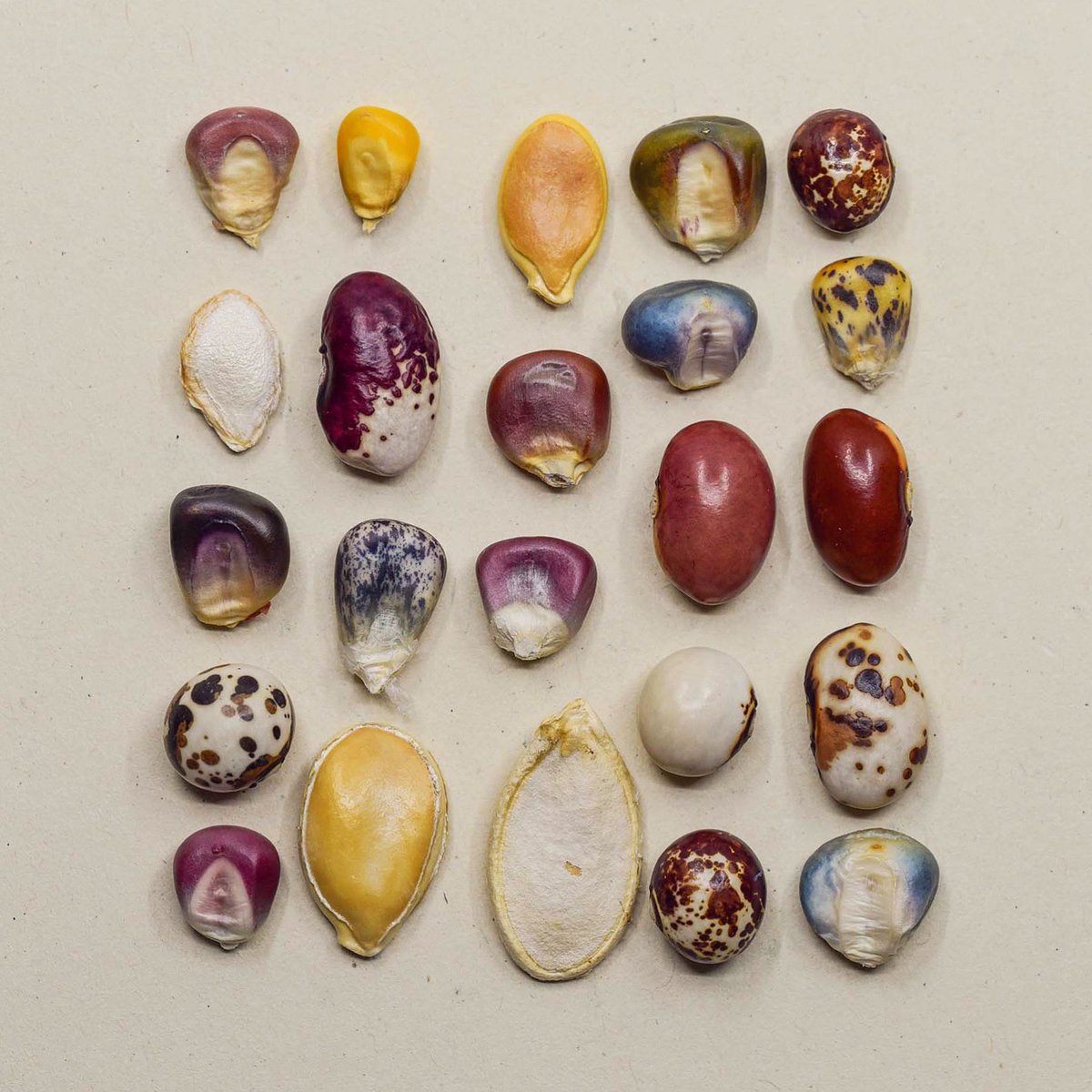 Jonas Frei tweet media