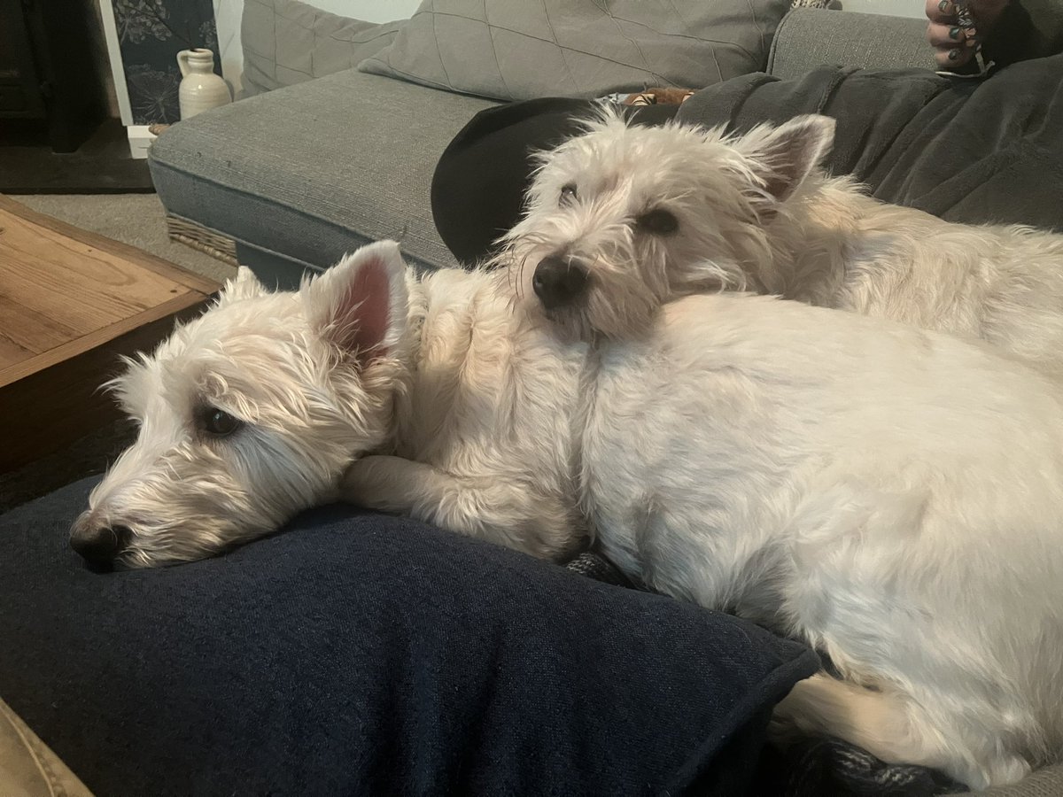 greengambitgames tweet media