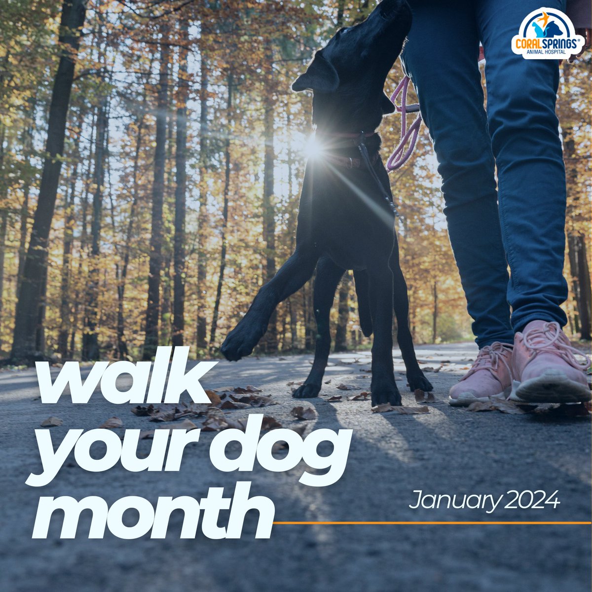 CSAnimalHosp's tweet image. Step into a month of adventures with your four-legged friend! 🐾 January is Walk Your Dog Month, where every stroll becomes a memory, and each paw print tells a tale. Celebrate the bond, the joy, and the wagging tails! 🐕❤️ #WalkYourDogMonth