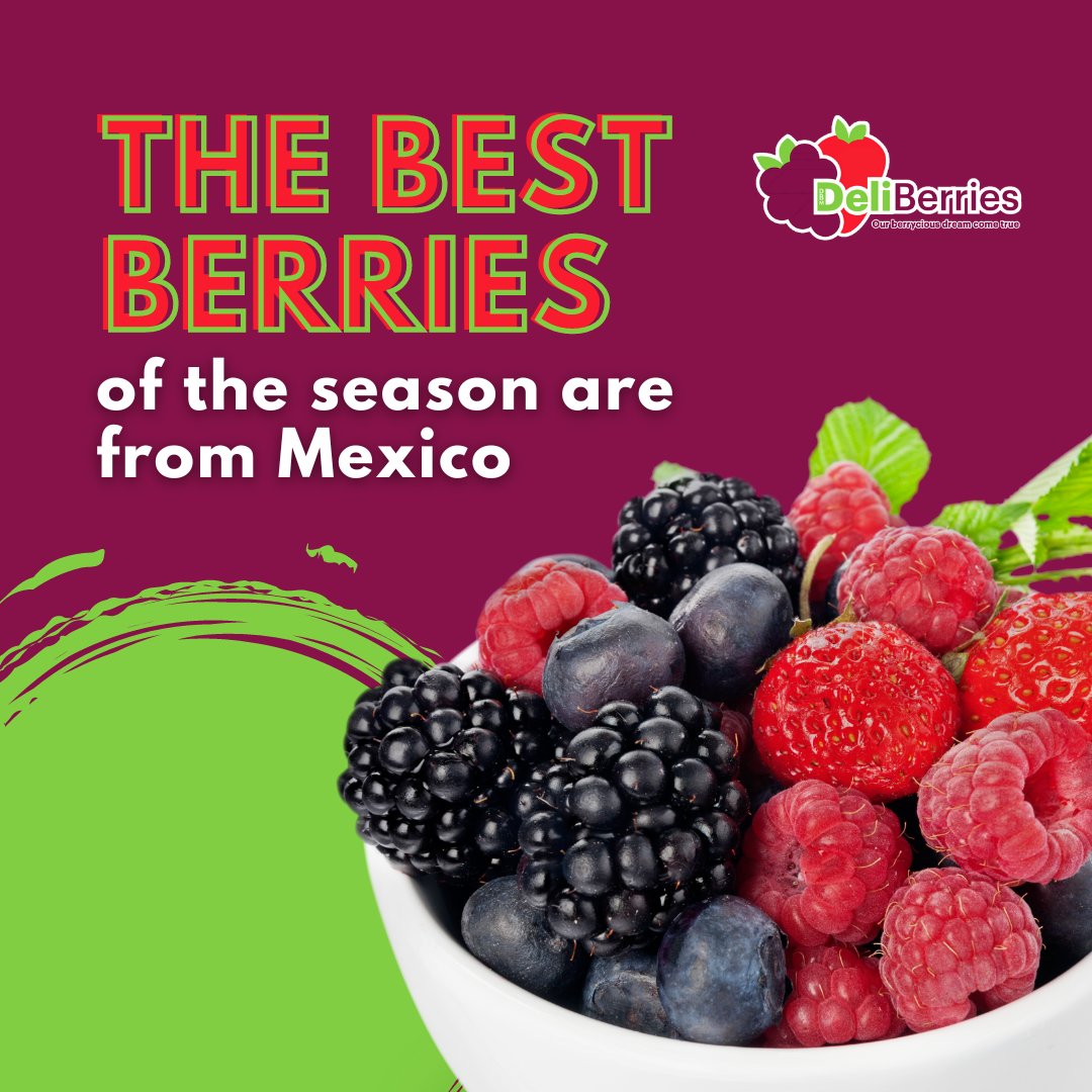 deliberriesMx's tweet photo. Enjoy the delicious 6oz 🍇👌 blackberry straight from Mexico!

Its juicy and sweet flavor will win you over. 

🩷Contact us! 
📲 3328188590

 #mexicanberries #mexicotousa  #mexicanflavors https://t.co/trkzLuzQHE