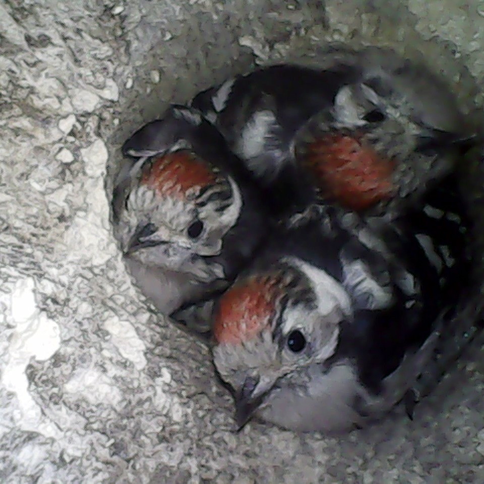 LesserSpot Network tweet media