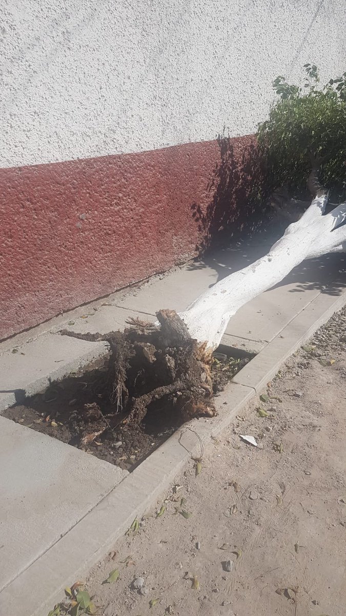 etienecaru's tweet photo. Por más de 33 años cuidaron de éste árbol, sólo se necesitó apatía y un grave descuido durante las maniobras por parte de trabajadores del municipio de #Celaya para terminar con él. 💔 Que no se nos olvide que la Naturaleza; no perdona. https://t.co/u3m2FrFre9