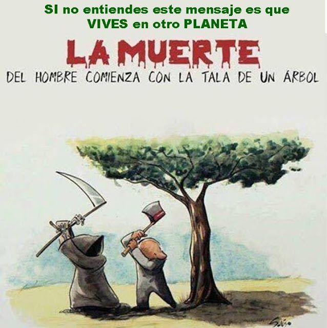 etienecaru's tweet photo. Por más de 33 años cuidaron de éste árbol, sólo se necesitó apatía y un grave descuido durante las maniobras por parte de trabajadores del municipio de #Celaya para terminar con él. 💔 Que no se nos olvide que la Naturaleza; no perdona. https://t.co/u3m2FrFre9