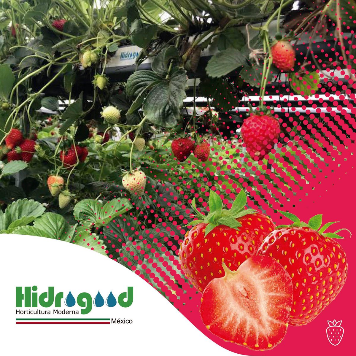México es el tercer proveedor de fresa fresca al mercado internacional, con 14.83% del valor de las exportaciones mundiales. 🍓🍓🍓
En Hidrogood te ayudamos a tener un cultivo de alta calidad.
¡Somos la