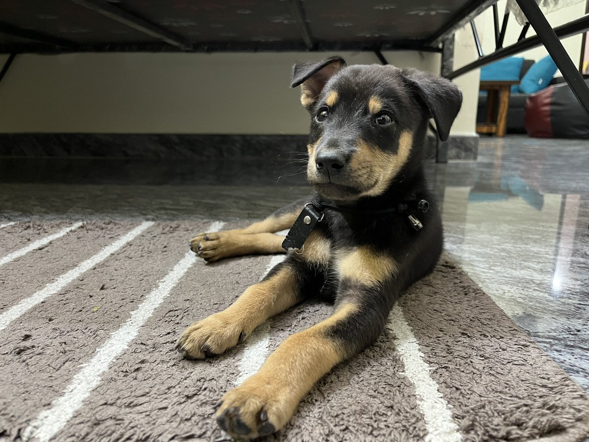 pixel_diary_'s tweet photo. Adoption alert!! Looking for a family for this cute little boy. He is rescued with a collar from road (either escaped or abandoned). Interested people may reach out to me.
Location: Koramangala, Bangalore
#AdoptDontShop #missingdog #adopt #Bangalore #AnimalRescue #peta https://t.co/6JB6S7h1pj