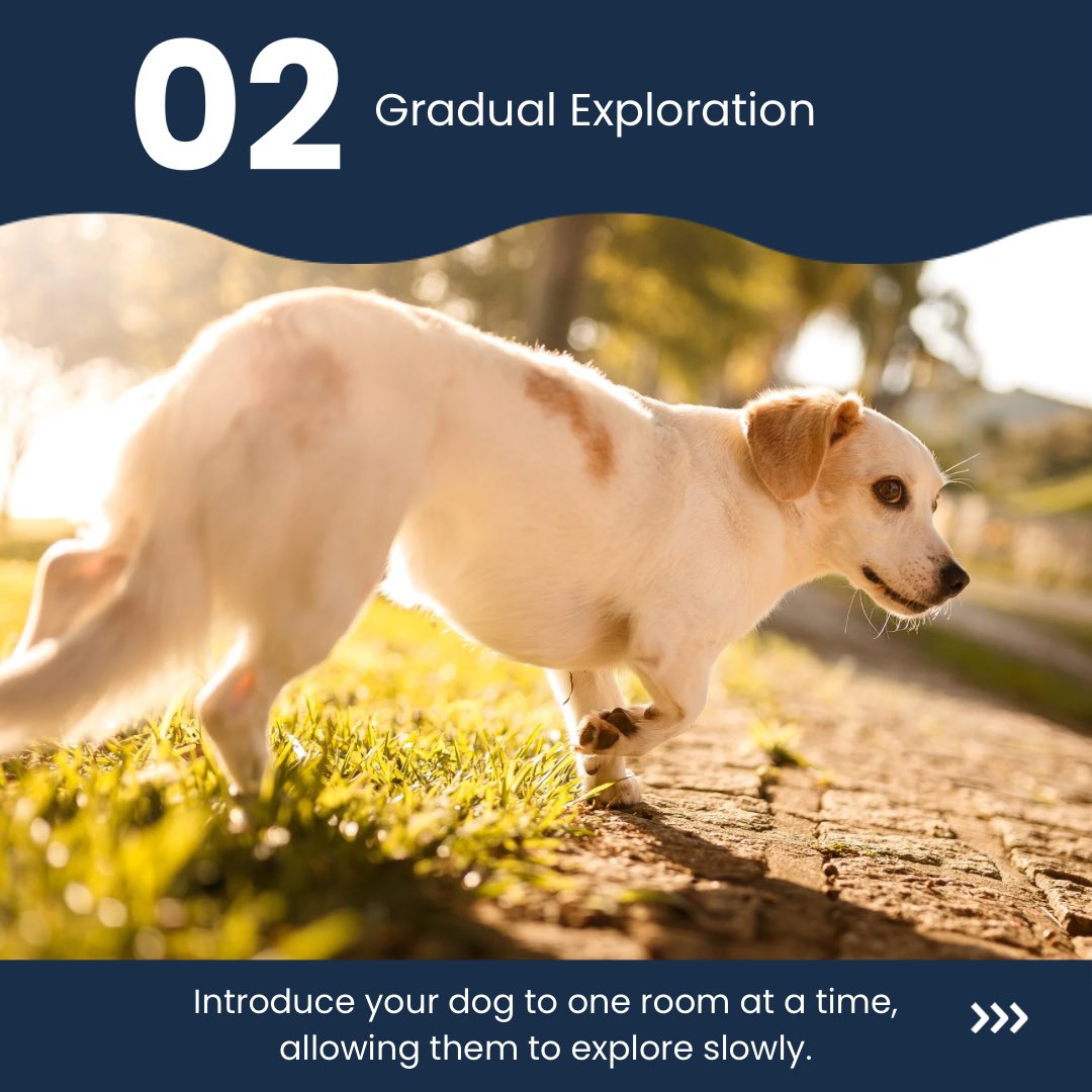 PetProSupplyCo's tweet image. Moving with your furry friend? 🐾 Tips:
- Familiarize them with moving boxes early on.
- Keep their routine as consistent as possible.
- Pack a moving-day bag with their essentials.
- Moving made easy for you and your four-legged companion! 🏠🐶 #MovingWithPets #PetParentTips