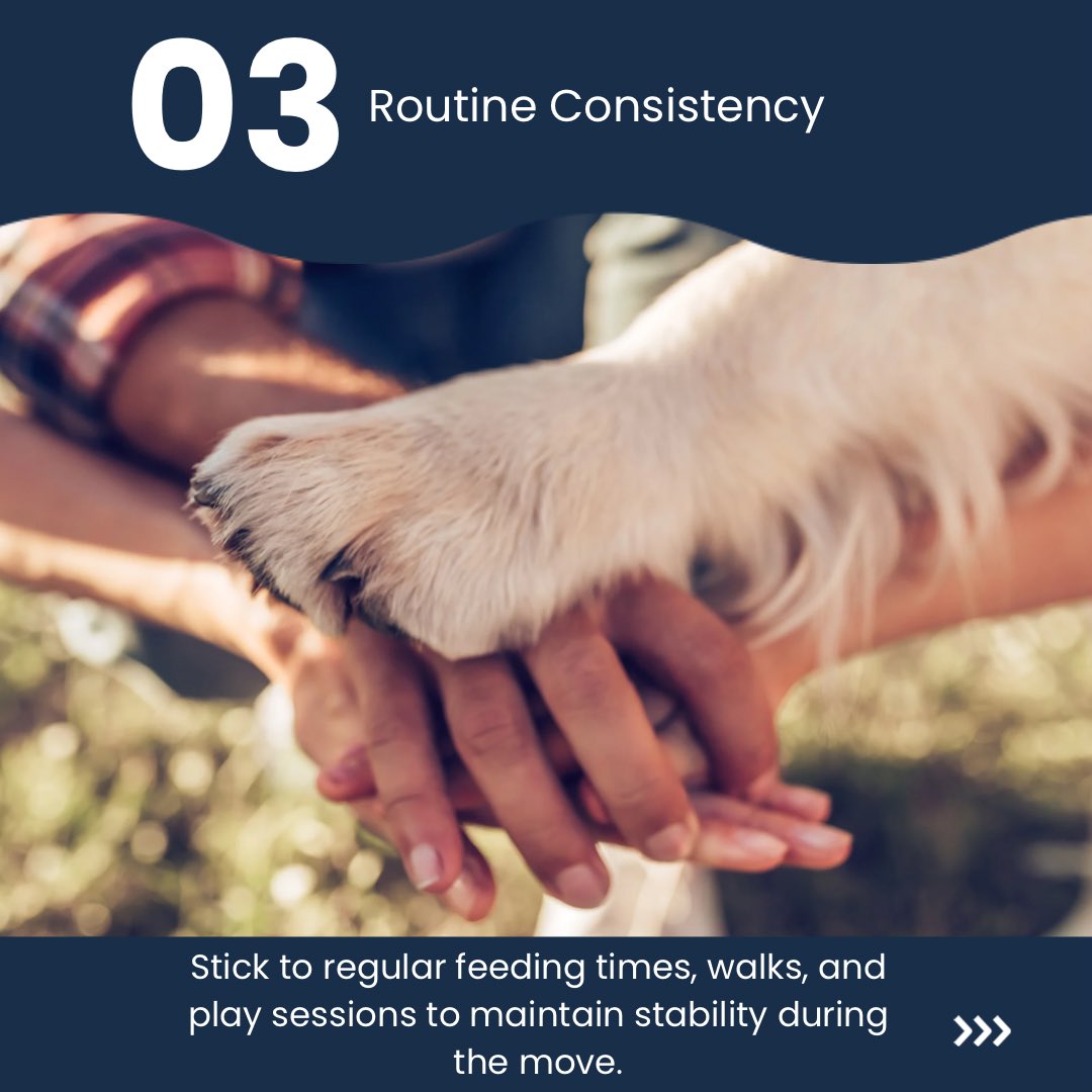 PetProSupplyCo's tweet image. Moving with your furry friend? 🐾 Tips:
- Familiarize them with moving boxes early on.
- Keep their routine as consistent as possible.
- Pack a moving-day bag with their essentials.
- Moving made easy for you and your four-legged companion! 🏠🐶 #MovingWithPets #PetParentTips