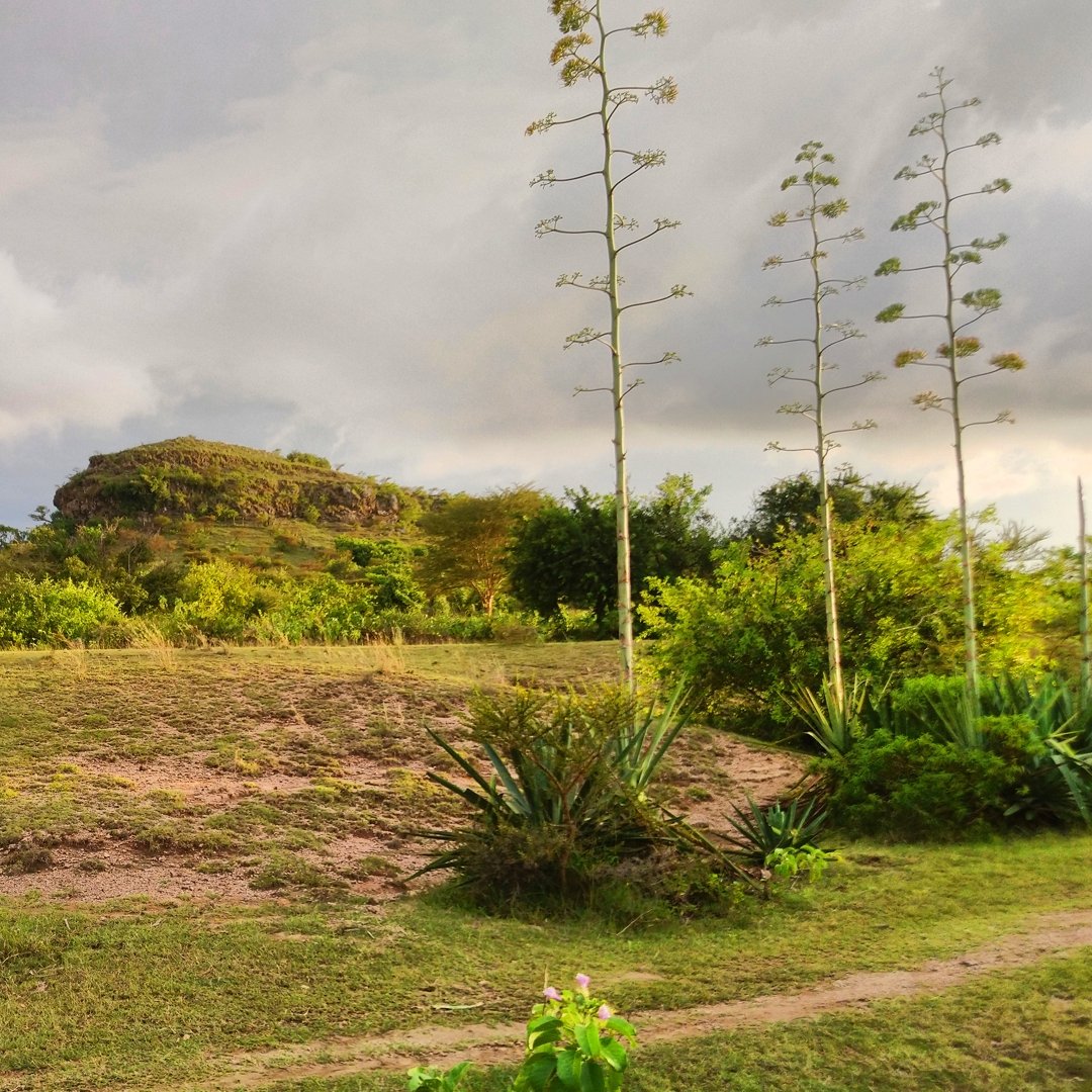 A beautiful Island. youtu.be/VifrrsUw0_Q?si…

#Island #nature #naturephotography #NatureBeauty #Naturelovers #sisal #plant #beautiful #adventures #travel #outdoors #takeawalk #Twitternaturecommunity #photography #Nyanza #Rusingaisland #photographer #photooftheday