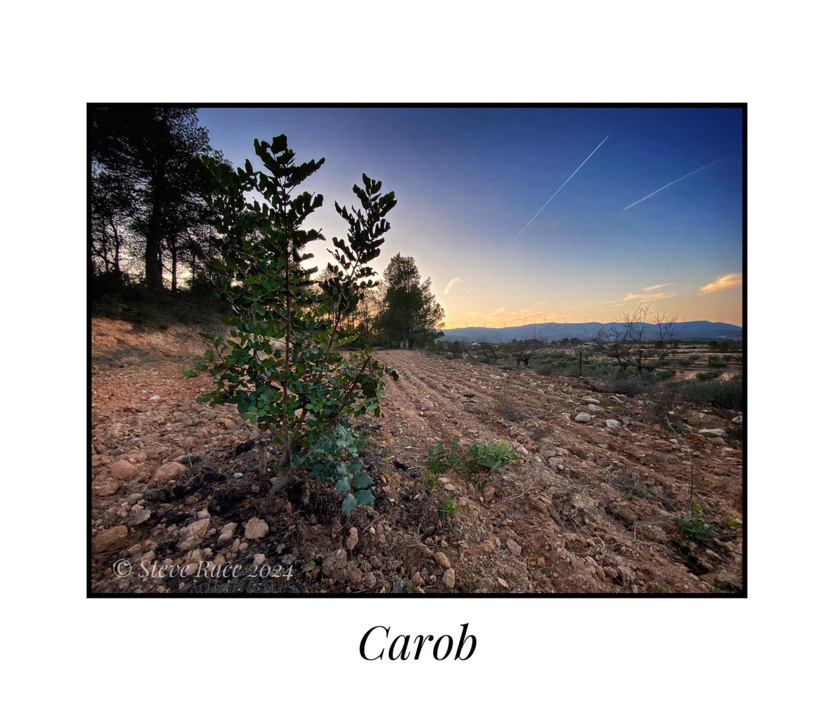 CampdEstrelles's tweet photo. Blimey, some pesky brute has taken a chunk out of one of the Carobs! Good job it was a bit I intend to prune off. Not known the #Boar target #Carobs before...
😳🌿🐗🇪🇸 https://t.co/gDWouFFldT