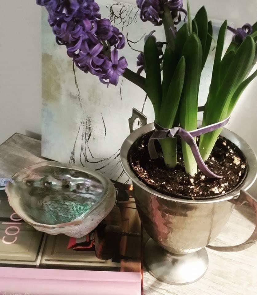 Dreaming of #Spring on this Wintertime January day #hyacinths #popofpurple #beautifulscent #homedecor