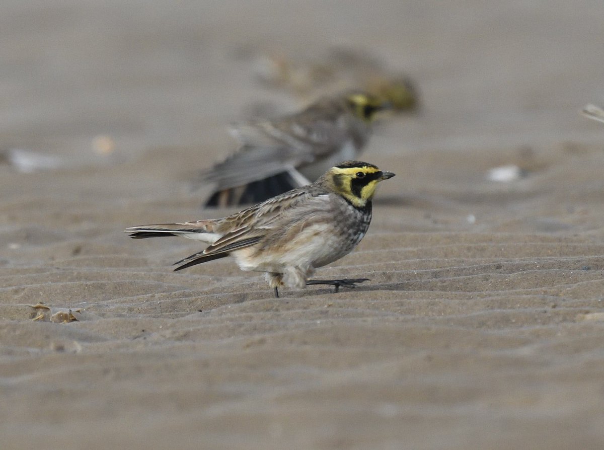 JoKingDevon's tweet photo. Escaped to Norfolk for a bit of bird therapy which included #LongEaredOwls #ShortEaredOwls #TawnyOwl #LittleOwl #GreenWingedTeal #Twite #Brambling #PinkFootedGeese #WaterPipit and eventually the #Shorelarks which were over 1 1/2 miles from their usual location at Holkham https://t.co/5QYvtKAZxp