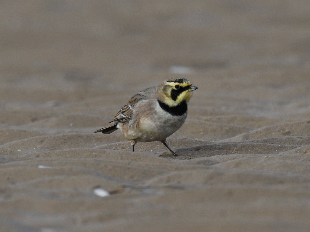 JoKingDevon's tweet photo. Escaped to Norfolk for a bit of bird therapy which included #LongEaredOwls #ShortEaredOwls #TawnyOwl #LittleOwl #GreenWingedTeal #Twite #Brambling #PinkFootedGeese #WaterPipit and eventually the #Shorelarks which were over 1 1/2 miles from their usual location at Holkham https://t.co/5QYvtKAZxp