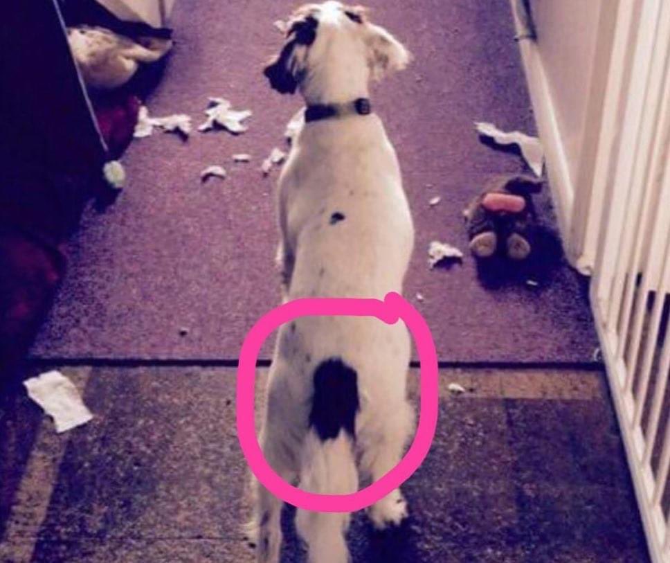 rosieDoc2's tweet image. #SpanielHour 

SPUD missing possibly stolen #Theftbyfinding ? 
31/5/19 #LarkeyValleyWoods 
#Canterbury #CT4 
White&amp;amp;brown #ESS 
DISTINCTIVE BROWN MARK TOP OF TAIL 

doglost.co.uk/dog-blog.php?d…

@JacquiSaid @RachaelB100 @juliagarland73 @alid2912 @MsTKIndeed @PcsharonPage @bs2510