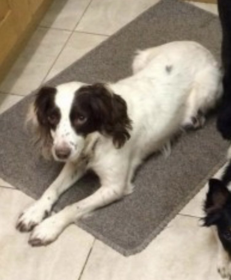rosieDoc2's tweet image. #SpanielHour 

SPUD missing possibly stolen #Theftbyfinding ? 
31/5/19 #LarkeyValleyWoods 
#Canterbury #CT4 
White&amp;amp;brown #ESS 
DISTINCTIVE BROWN MARK TOP OF TAIL 

doglost.co.uk/dog-blog.php?d…

@JacquiSaid @RachaelB100 @juliagarland73 @alid2912 @MsTKIndeed @PcsharonPage @bs2510