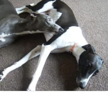 🆘31 JAN 2024 #Lost MAGGIE
**NEW TO THE AREA** Picture is A similar Dog with Markings White And Black Whippet Female
#HindleyGreen nr #Hindley #Wigan
#GreaterManchester #WN2 doglost.co.uk/dog-blog.php?d…