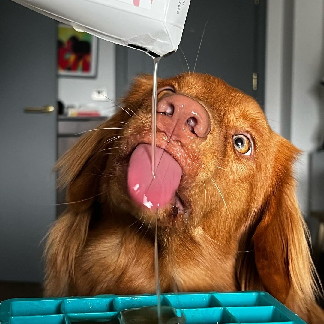 If this is wrong then we don’t want to be right: it’s the last day of January and we’re already thinking about summer 😎☀️ We’re not the only ones… Parker here is busy dishing up his famous Bish Bash Broth ice pops as we speak. Share your favourite summer memories below 👇