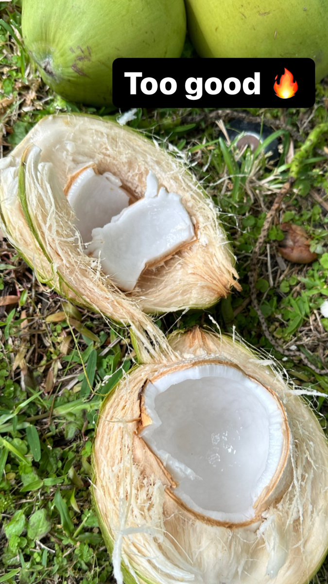 One of the best reasons to have a pickup truck in Florida is to secure a ton of free coconuts 🥥
