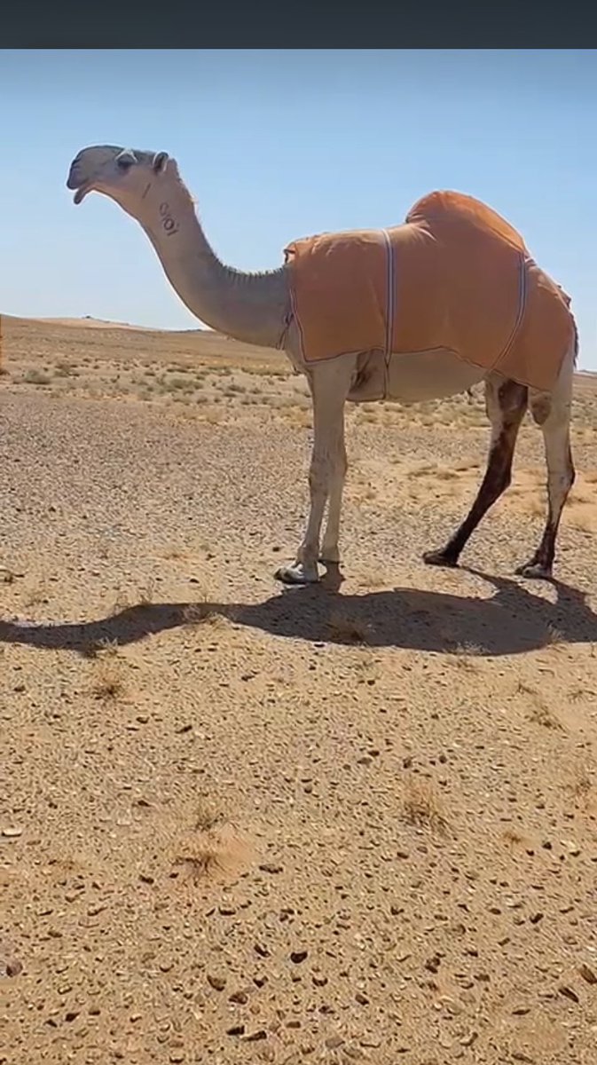 C111N's tweet photo. أنتاج عبدالله بن نياف بن عون https://t.co/tJwUftAdej