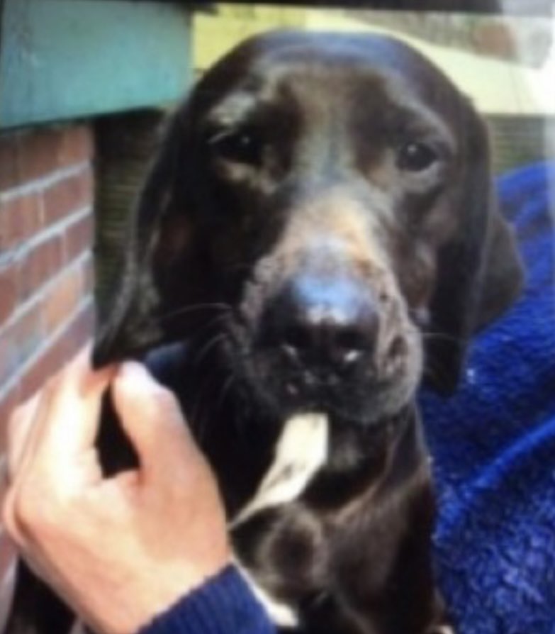 rosieDoc2's tweet photo. #SpanielHour
MOUSE missing STOWFORD FARM MEADOWS #NorthDevon #EX34
20/6/20
Female/adult #Spaniel cross
Black with little legs
CHIPPED
https://t.co/rKgDkct1B5
@JacquiSaid @RachaelB100 @alid2912 @juliagarland73 @ruthwill64 @PetTheftUK @BitofDecorum @PcsharonPage @bs2510 https://t.co/VM8iLqXlgz