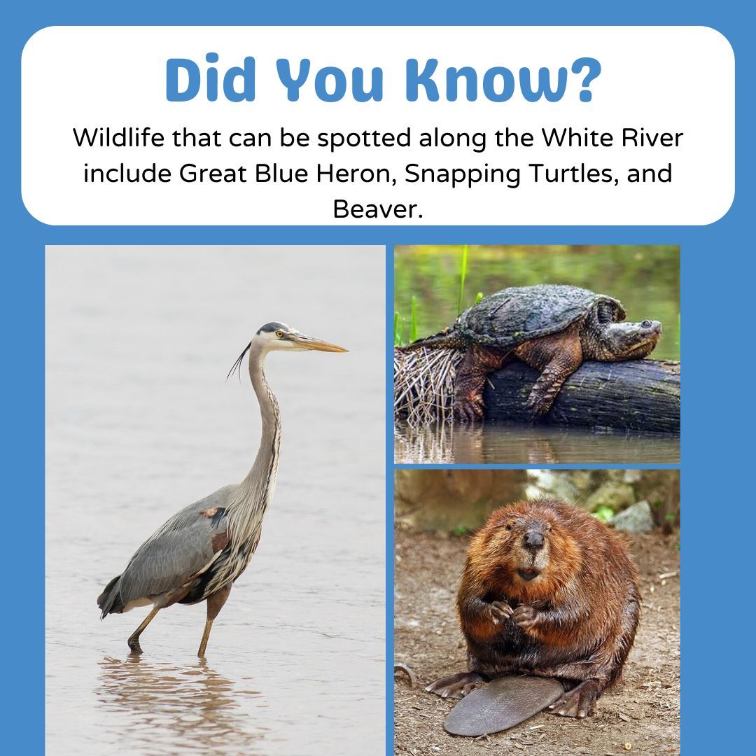 ourwaterways's tweet photo. Did you know that the wildlife that can be spotted along the White River include Great Blue Heron, Snapping Turtles, and Beaver? Have you spotted any of these fascinating creatures along any of Indy's other waterways? Let us know! https://t.co/4aWP70p25n