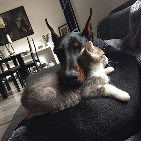 EliraRuban's tweet image. #YEOSANGisDoberman